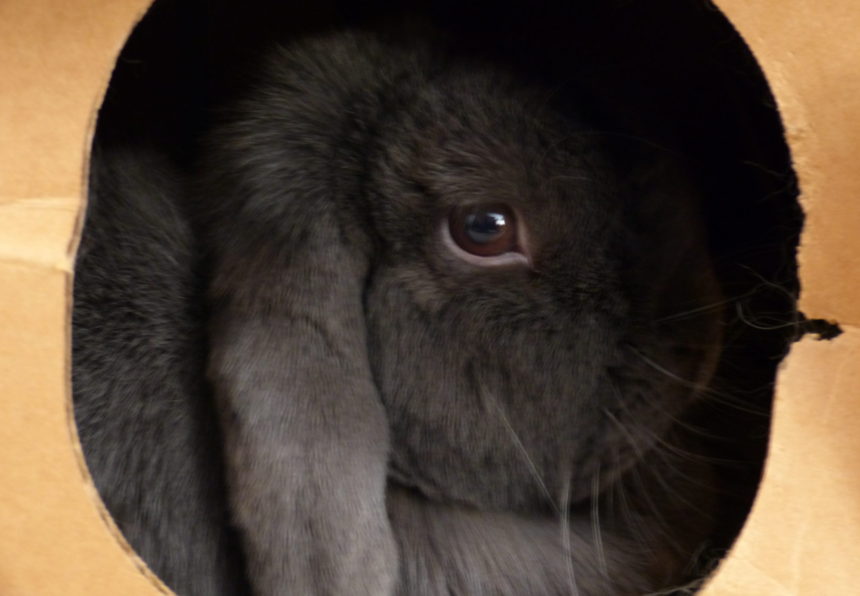 bunny looking out of the maze haven