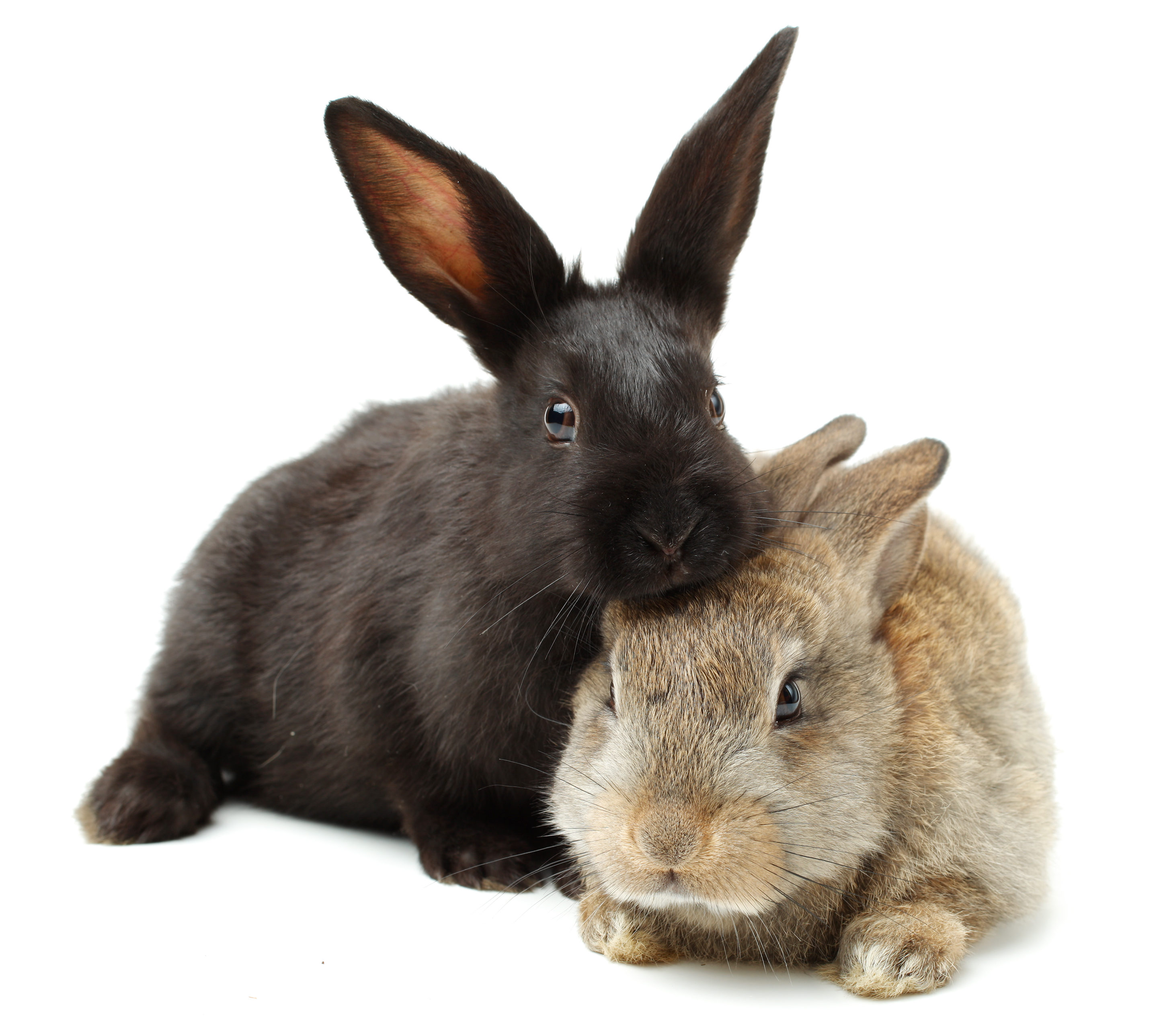 caring-for-bunnies-naturally-happy-rabbits-wildwoodbunnies