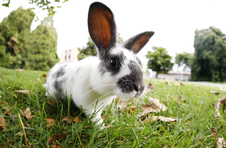 inquisitve bunny outdoors